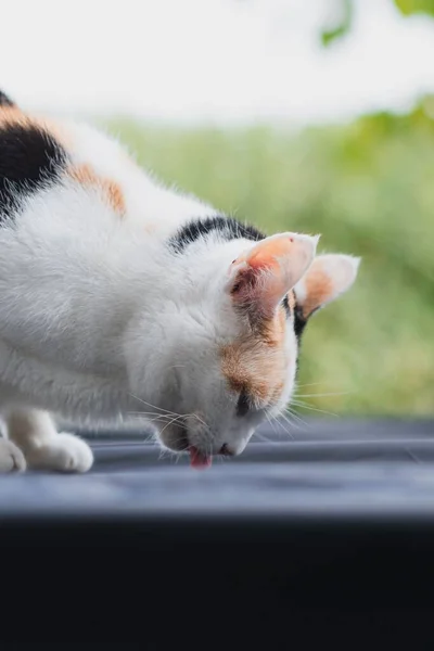 A closeup portrait of a cute calico cat drinking water from a ground