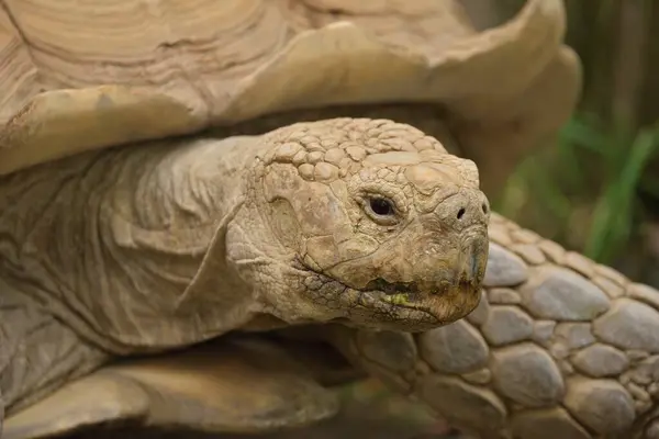 Eine Nahaufnahme Einer Beigen Schildkröte — Stockfoto