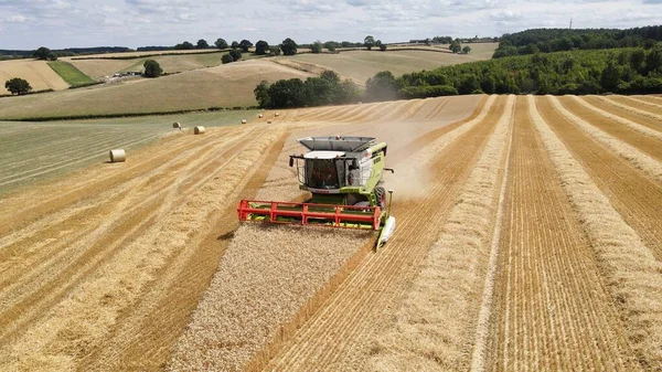 Claas Combine Harvesting Wheat Field — Stock Photo, Image
