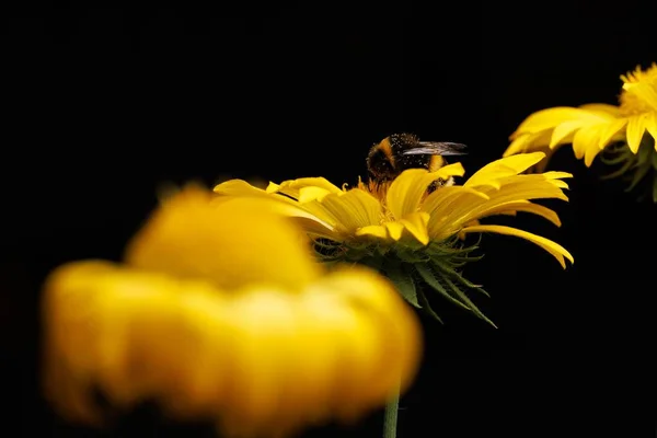 Крупный План Пчелы Сидящей Жёлтой Хризантеме Чёрном Фоне — стоковое фото