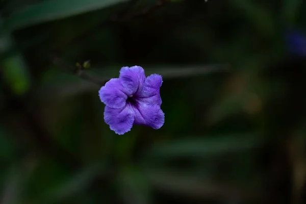 Крупним Планом Знімок Фіолетової Дикої Петунії Саду — стокове фото