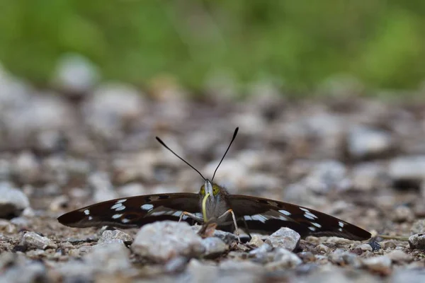 岩の上に蝶が舞うアパチュラ — ストック写真