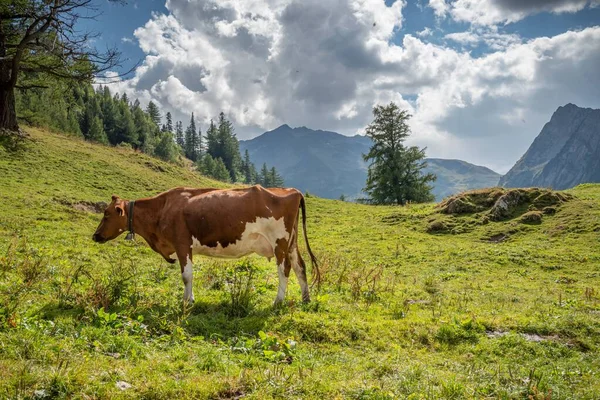 Uma Bela Vista Uma Vaca Pastando Nos Campos Mont Blanc — Fotografia de Stock