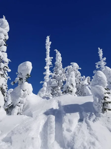 Een Prachtig Uitzicht Besneeuwde Bomen Het Bos — Stockfoto