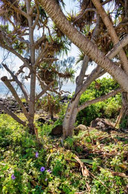 Sahilde yeşil bitkiler ve Avustralya 'da güneşli bir günde arka planda deniz olan tropikal ağaçların dikey görüntüsü.
