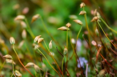 Bulanık bir arkaplanı olan güneş ışığının altındaki bir tarlada yabani çiçeklerin yakın çekimi.