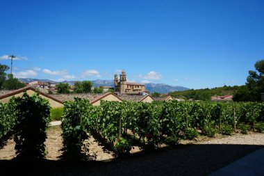 İspanya, La Rioja 'da mavi bir gökyüzünün altındaki üzüm bağlarının güzel bir manzarası..