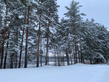 Karla kaplı köknar ağaçları sisli bir günde