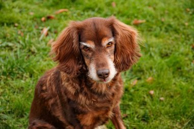 Çimlerin üzerinde İngiliz Cocker Spaniel 'in yakın plan fotoğrafı.