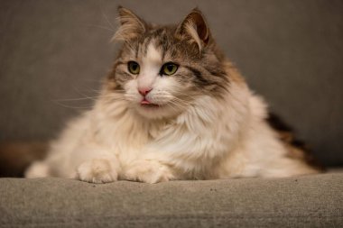 Gri bir kanepede dinlenirken bileyen Norveç Ormanı kedisinin güzel portresi