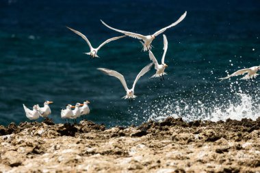Kraliyet deniz gergedanı kuşları kumsaldaki bir kuş sürüsünün üzerinden uçup suya düşüyorlar.