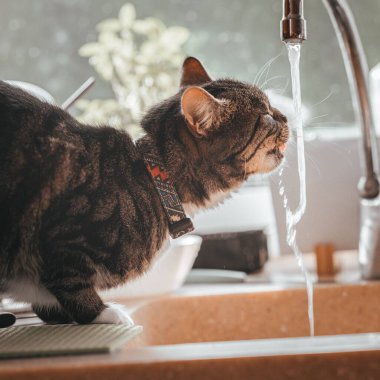 Mutfak musluğundan su içen sevimli bir kedi..