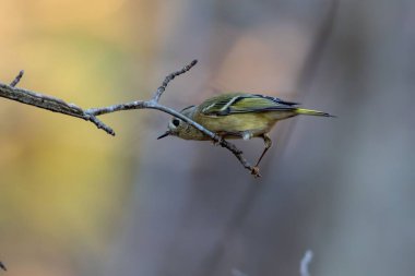 Mavi başlı bir Vireo dalın üzerine tünemiş.
