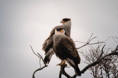 Dalların üzerinde bir çift Caracara planküsü.