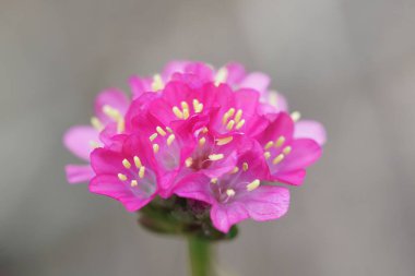 Armeria Maritima çiçeğinin yakın çekimi.