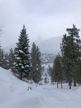 Ağaçlarla kaplı bir tepe ve arka planda dağlar.