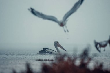 Şiddetli yağmurda kuşlar ve çalılarla birlikte denizde dolaşan bir pelikan.