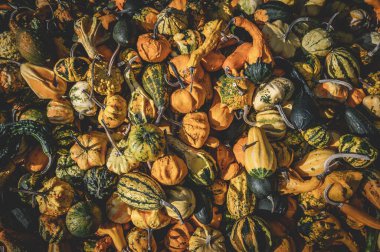 Bir grup çizgili balkabağı yerde.