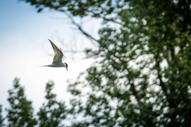 Beyaz arktik deniz feneri (Sterna paradisaea) mavi gökyüzünün altındaki ağaçların arasında uçar, özgürlük kavramı.