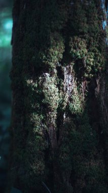 Yosun kaplı ağaç gövdesine yakın çekim