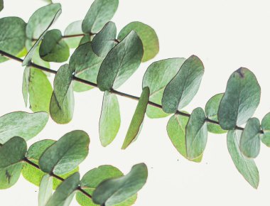 İzole edilmiş bir arkaplanda yeşil yaprakların dikey görüntüsü