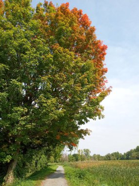 Gündüz vakti uzun bir ağacın yanındaki patikanın dikey görüntüsü.