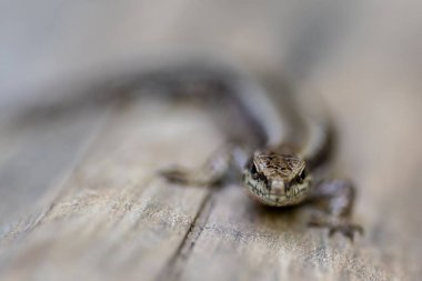 Podarcis Duvar 'ına yakın çekim, ahşap bir yüzey üzerinde yaygın bir duvar kertenkelesi..