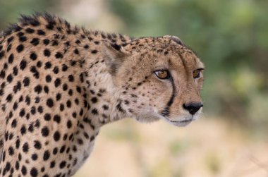 Serengeti Ulusal Parkı düzlüklerinde çita