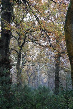 Birmingham, İngiltere 'deki Sutton Park' ta sık yeşil bir ormanın dikey görüntüsü.