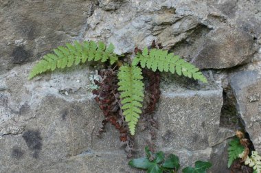 Kistopteris kırılganlığının kayanın üzerinde büyümesine yakın çekim