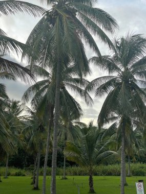 Kuzey Queensland, Avustralya 'daki Palm Cove' un dikey çekimi.