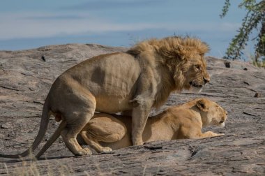 Kudretli Aslan avlanmaya hazır dişi aslanları izliyor.