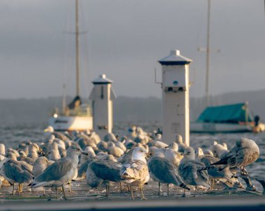 Rıhtımda bir su kütlesinin yanında bir martı sürüsü.