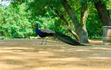 Parktaki ağacın yanında duran bir tavus kuşu.