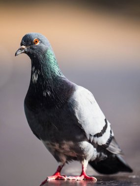 Bir kaya güvercininin dikey çekimi (Columba livia)