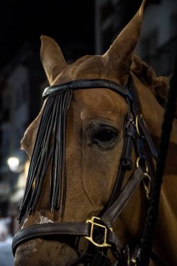 Kahverengi bir atın kafasının dikey görüntüsü.