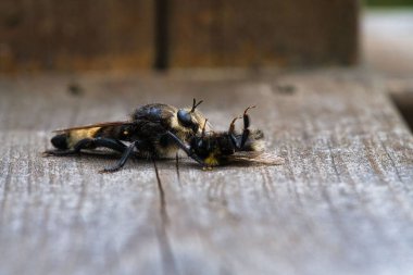 Sarı bir cinayet sineği ya da sarı bir hırsız av olarak yaban arısı ile uçar.