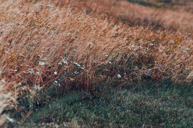Küçük beyaz ve mavi çiçekler, rüzgarlı bir havada bir çim tarlasında