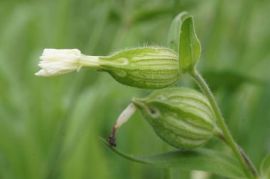 Çiçek açan Silene latifolia çiçeği tomurcuğunun yakın çekimi