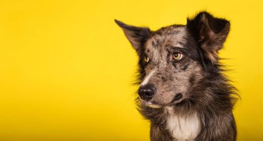 Sarı arka planda izole edilmiş şirin bir çoban köpeği.