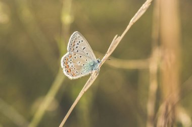 Bir bitkinin üzerindeki Polyommatus tersitelerinin seçici odak noktası.