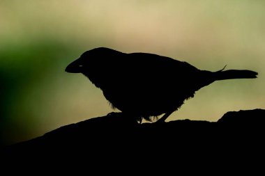 Tahtanın üzerine tünemiş, bulanık bir arka planı olan bir karatavuğun siluetinin yakın çekimi.