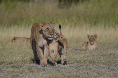 Kudretli Aslan avlanmaya hazır dişi aslanları izliyor.