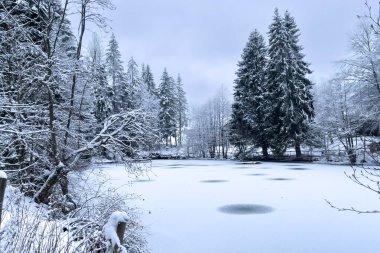 Almanya 'daki Poppenberg dağında karla kaplı bir ormanın manzarası.