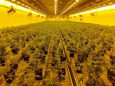 Tıbbi bir marihuana tarlasının iç görünüşü