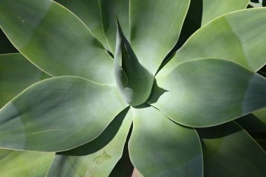 Meksika 'ya özgü agave attenuata yeşil yaprakları.