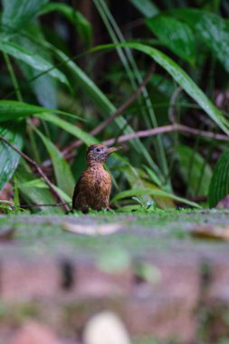 Smoky-Brown ağaçkakanının tropikal parktaki yeşil yaprakların arasından seçici bir odak noktası.
