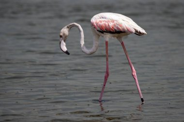 Suda yürüyen büyük flamingo (Phoenicopterus roseus)