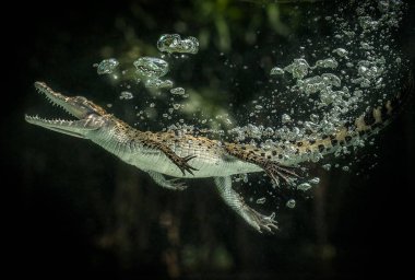 Yeni Gine timsahı (Crocodylus novaeguineae) teraryumda su altında yüzer.