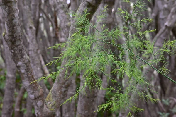 Eine Grüne Pflanze Hintergrund Der Bäume — Stockfoto